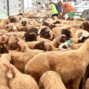 هذه طقوس وعادات الصحراء المغربية في التعامل مع أضحية "العيد الكبير"