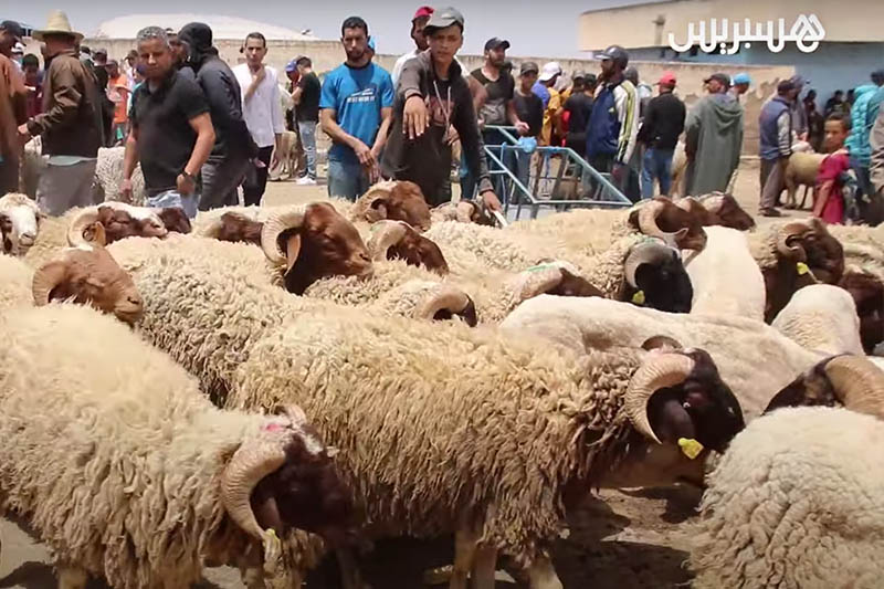 جولة في سوق الماشية بفاس
