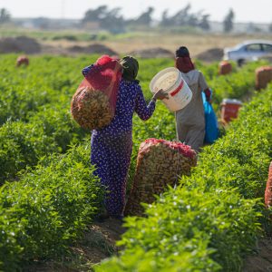 صغار المزارعين يتحدون قساوة الظروف المعيشية لإطعام ملايين المصريين