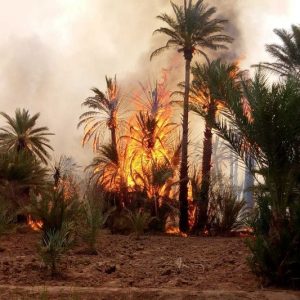 متضررون يطلبون الدعم ضد حرائق الواحات