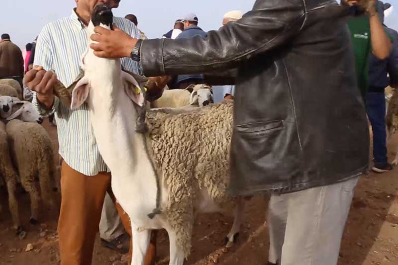 كبش يزن 120 كيلوغراما
