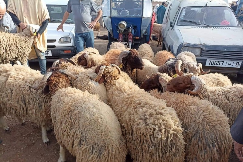تزنيت تترقب انخفاض أسعار سوق الماشية