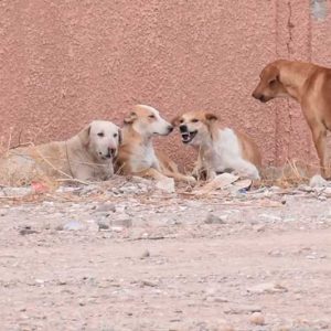 مقتل فرنسية يحزن الجمعية المغربية للإنعاش