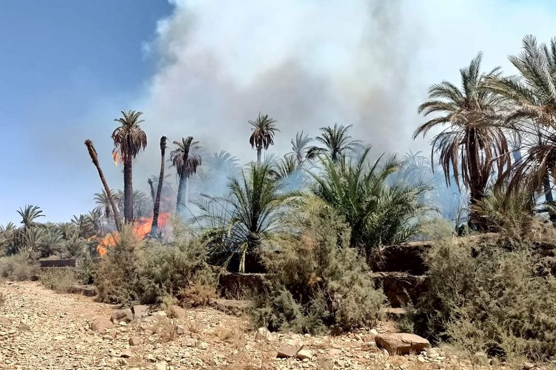 ناشطون يطالبون بتوفير الإمكانيات اللازمة لحماية واحات طاطا من النيران