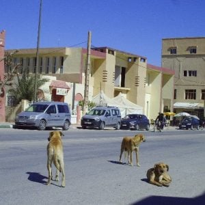 تكاثر الكلاب الضالة يثير القلق بمدينة ميدلت