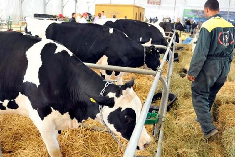 دعم إنتاج الحليب بالمغرب