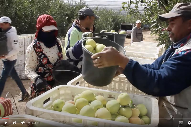 التفاح يوفر الشغل بميدلت