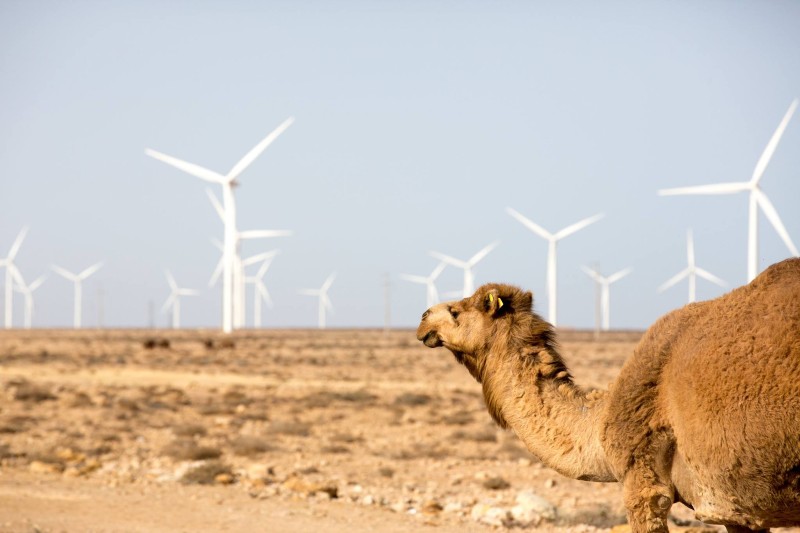 خبير أكاديمي يرصد آفاق طاقة الرياح في جنوب المغرب وشمال موريتانيا