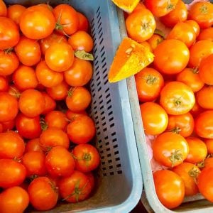 أسعار الطماطم تنخفض في سوق الجملة بإنزكان