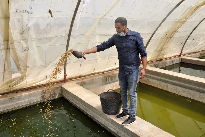 طموحات تربية الأحياء البحرية في المغرب تصطدم بعقبات الاستدامة