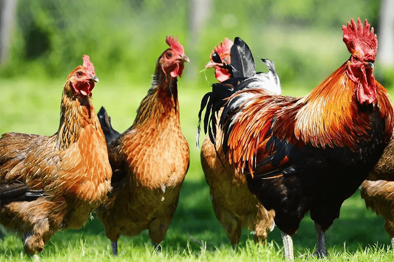 سجن رجل  بسبب تخويفه للدجاج