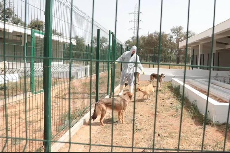 جدل الكلاب الضالة في العرجات