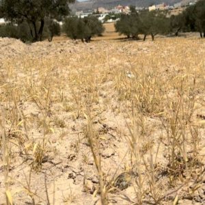 خصاص التساقطات المطرية يتسبب في خسائر فادحة لمزارعي الناظور