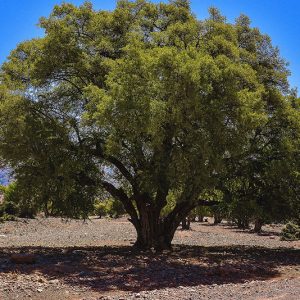 المياه والغابات تنفي "مرض أركان"‬