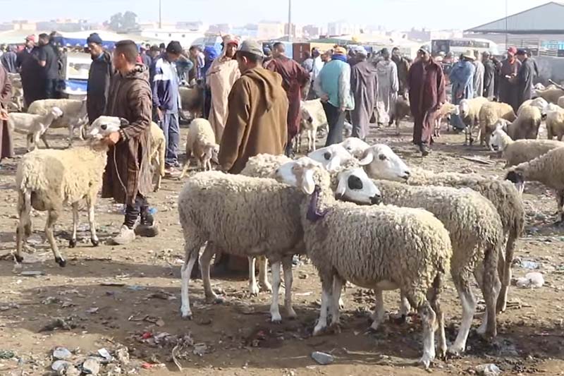 أسعار الأضاحي بأكبر الأسواق المغربية