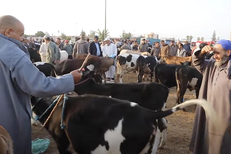 الرواج في سوق الأبقار