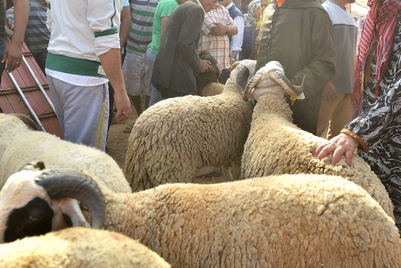 "الشناقة" يلهبون أسعار الأضاحي في الأسواق المغربية رغم "وفرة العرض"