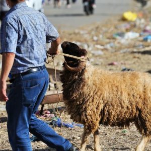 مهنيون يرصدون إقبال المغاربة على شراء أضحية العيد عبر منصات إلكترونية