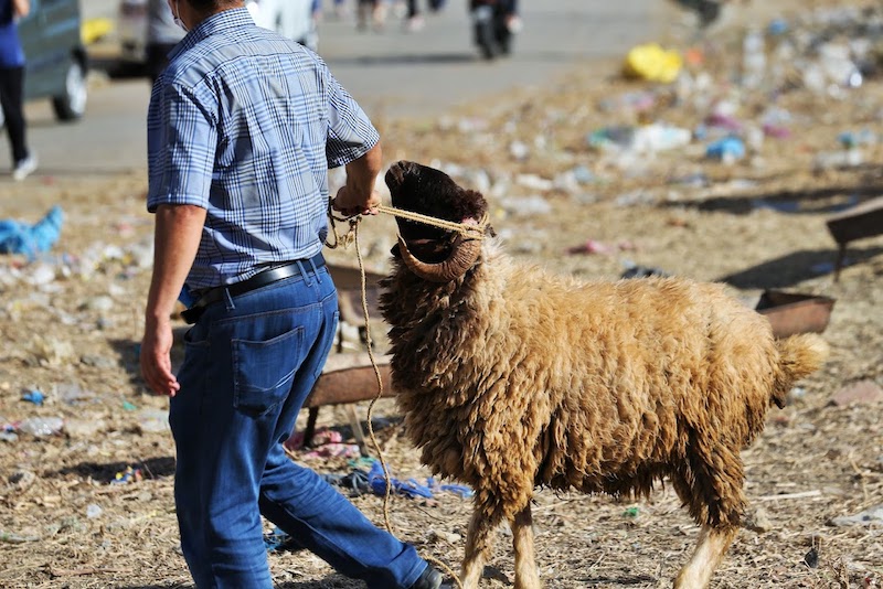مهنيون يرصدون إقبال المغاربة على شراء أضحية العيد عبر منصات إلكترونية
