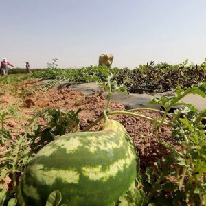رصيف الصحافة: تحذيرات من الاستنزاف المائي لزراعة "الدلاح" بزاكورة