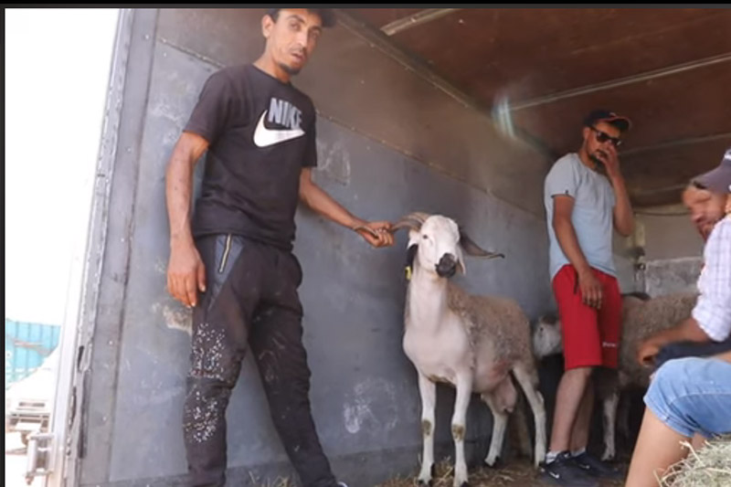 أسعار الأضاحي في البيضاء