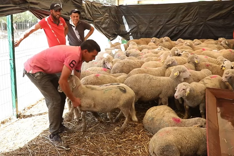 إقبال ضعيف على أغنام إسبانيا