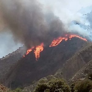 حريق غابوي مهول بإقليم تازة يستنفر الإطفائيين.. وطائرات كنادير تتدخل