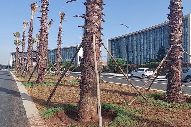 تواجد النخيل بشوارع المغرب