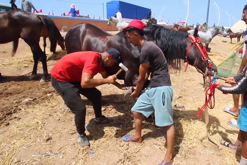 تقليم وتصفيح حوافر الخيول