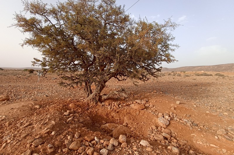باحثون عن الكنوز ينبشون في مقبرة مهجورة