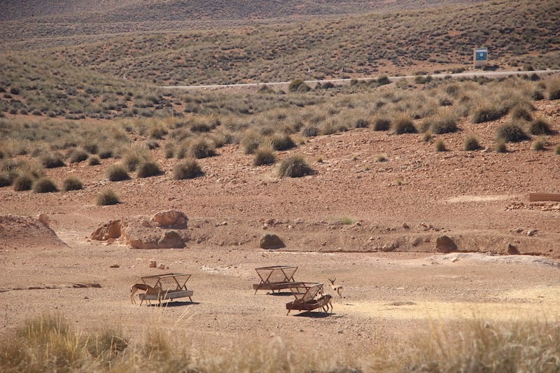 محمية جماعة أنجيل تعيد توطين غزال آدم
