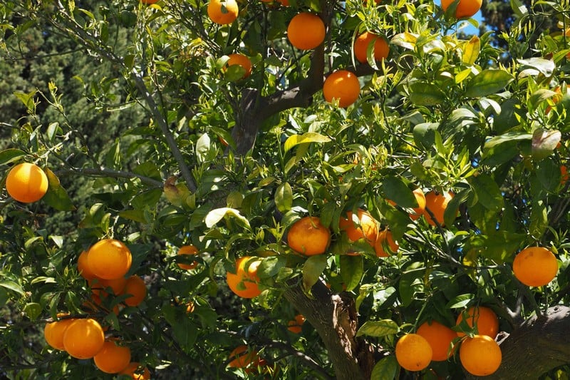 الجفاف يزيد سعر البرتقال في أسواق المغرب