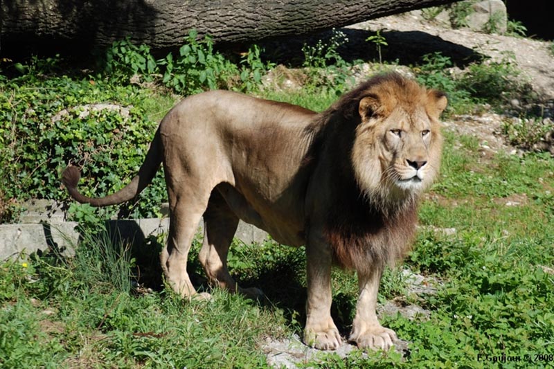 ساكنة تاكلفت و"ظهور أسد"
