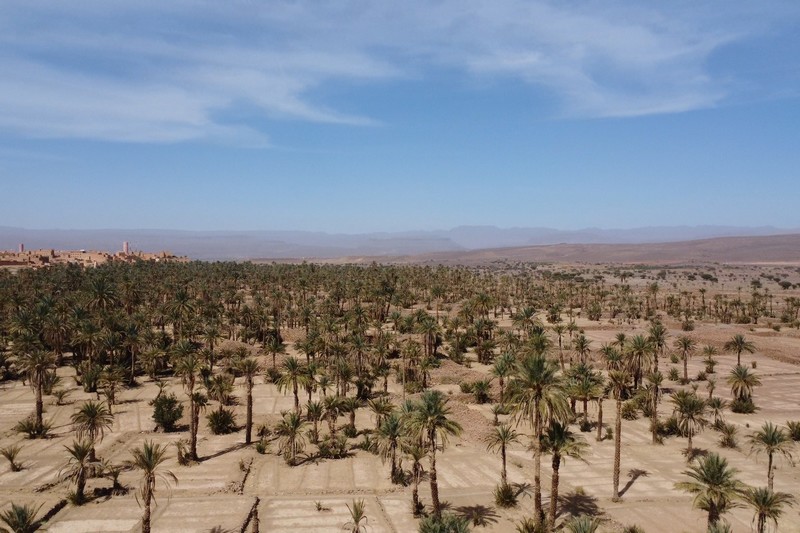واحة نخيل النقوب تصارع من أجل البقاء