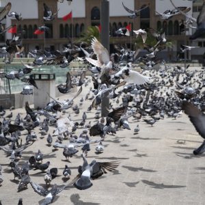 ساحة "الحمام" بالدار البيضاء .. إرث تاريخي ووجه سياحي