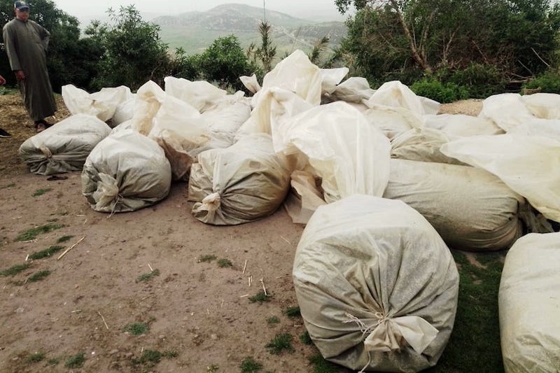 الدرك يضبط القنب الهندي بسبت بني جرفط