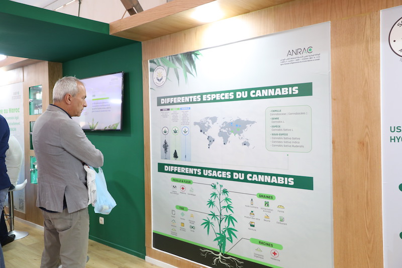 تسويق منتجات القنب الهندي في المغرب ينتظر اختتام المعرض الدولي للفلاحة