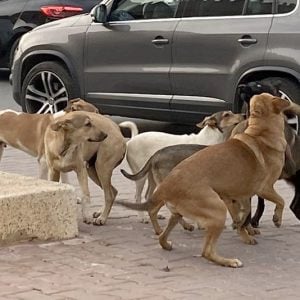إطلاق النار على "الكلاب الضالة" في تنغير يتأرجح بين الرفض والتأييد