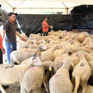 المغرب يستورد 15 ألف رأس من الأغنام الرومانية للرفع من العرض الوطني