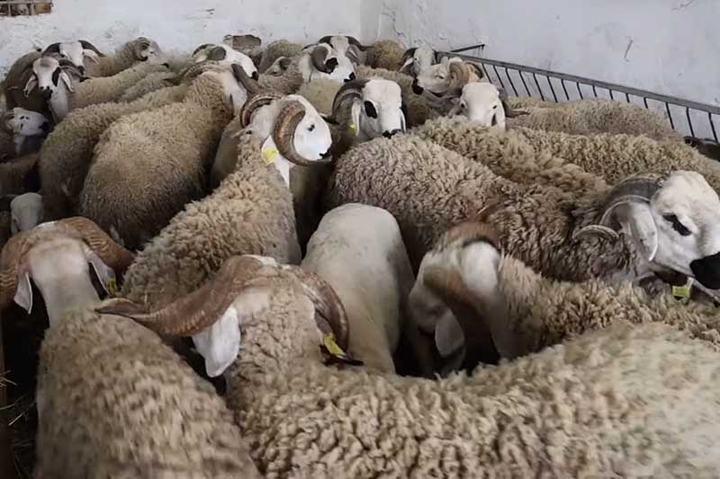 أكباش تباع بالميزان