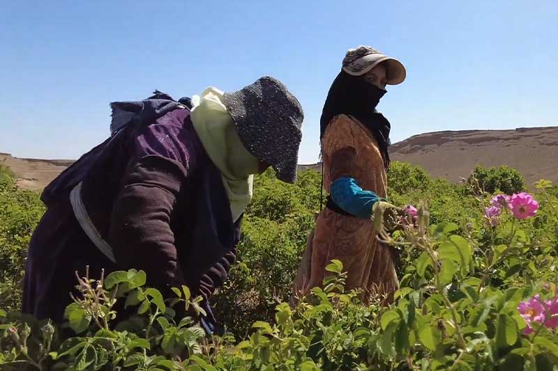 موسم قطف الورد العطري
