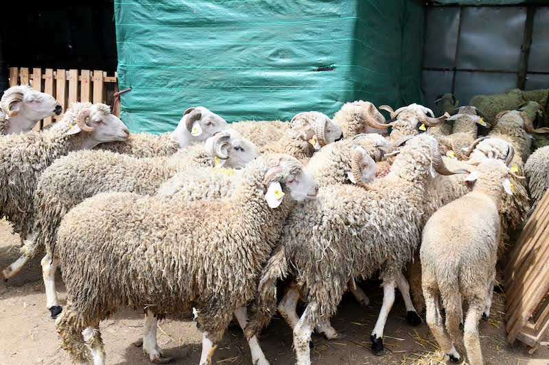 مبادرات شراء أضاحي العيد للعائلات الفقيرة تصطدم بـ"محترفي النصب"