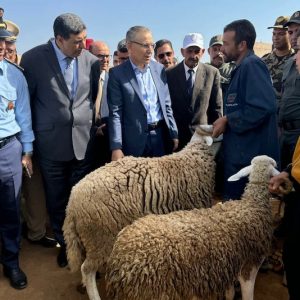 انخفاض أسعار المواشي في بني ملال