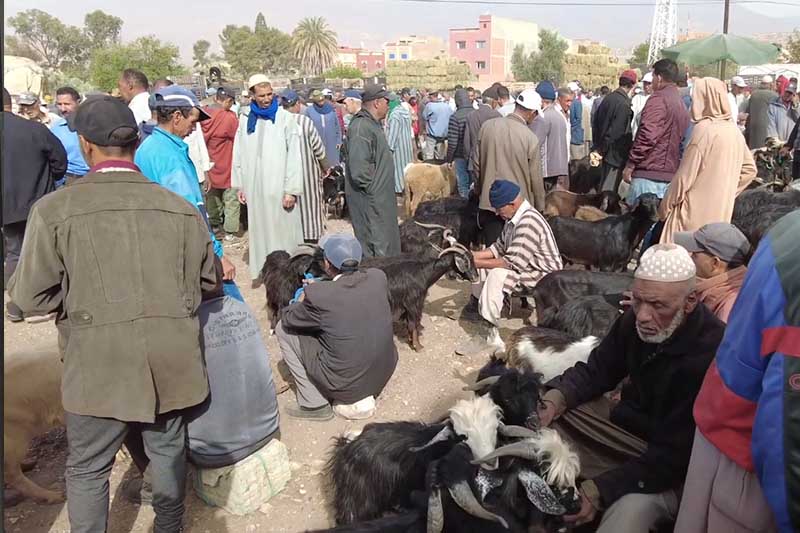 جولة في سوق الماعز