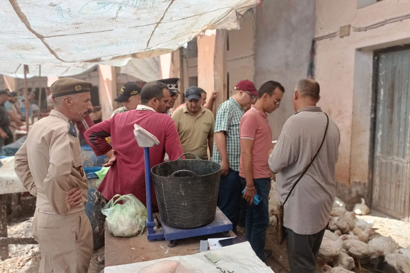 لجنة: "دجاج دمنات" صالح للاستهلاك