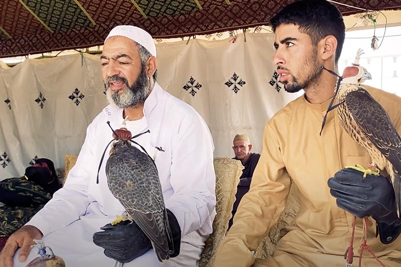 تربية صقور "البحري"