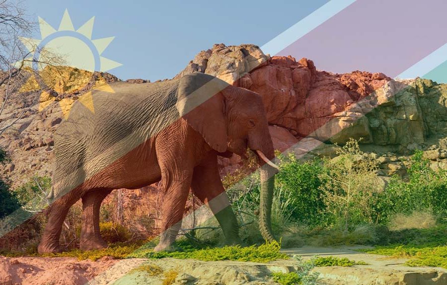 الجفاف الحاد يدفع ناميبيا لذبح الفيلة