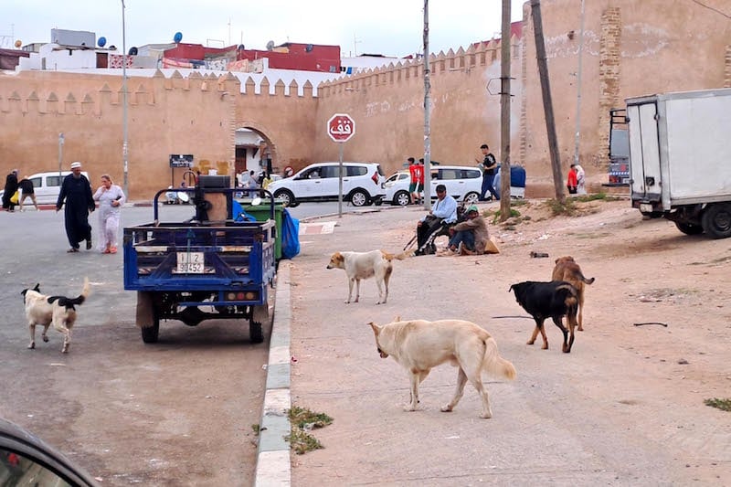 "اليوم العالمي للكلب" يسائل جهود المغرب في مكافحة الكلاب الضالة