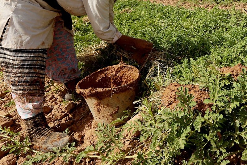 مطالب بالتحقيق في انتشار آلاف الآبار العشوائية بزاكورة بسبب زراعة "الدلاح"