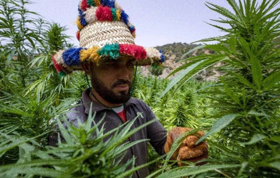 تاونات تفتتح أول مصنع لتحويل القنب الهندي